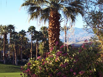 Palm