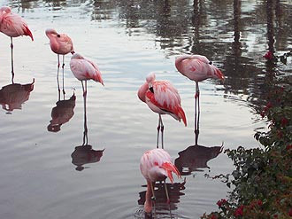More flamingos